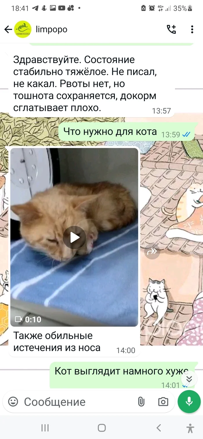 Continuation of the post Cat Fighter. Krasnoyarsk - My, Helping animals, Animal shelter, Redheads, cat, Kindness, Disease, Animal Rescue, Infectious peritonitis of cats, Medical tests, Vet clinic, Video, Soundless, Vertical video, Reply to post, Longpost, A wave of posts