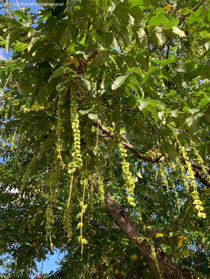 Lapina - My, Plants, Nuts, Kaliningrad, Kaliningrad region, City walk, Street photography, The photo