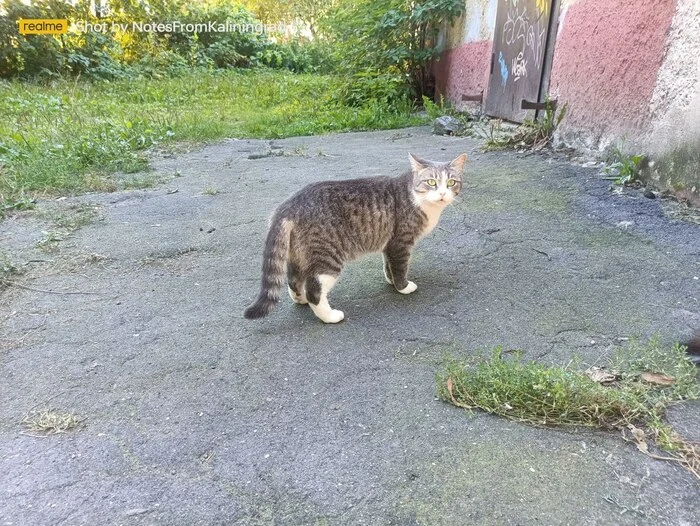 City beauties - My, cat, Kaliningrad, City walk, Fluffy, Pet the cat, Kaliningrad region, Street photography, The photo