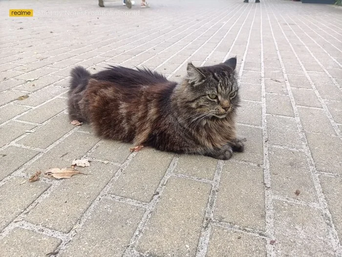 City beauties - My, cat, Kaliningrad, City walk, Fluffy, Pet the cat, Kaliningrad region, Street photography, The photo