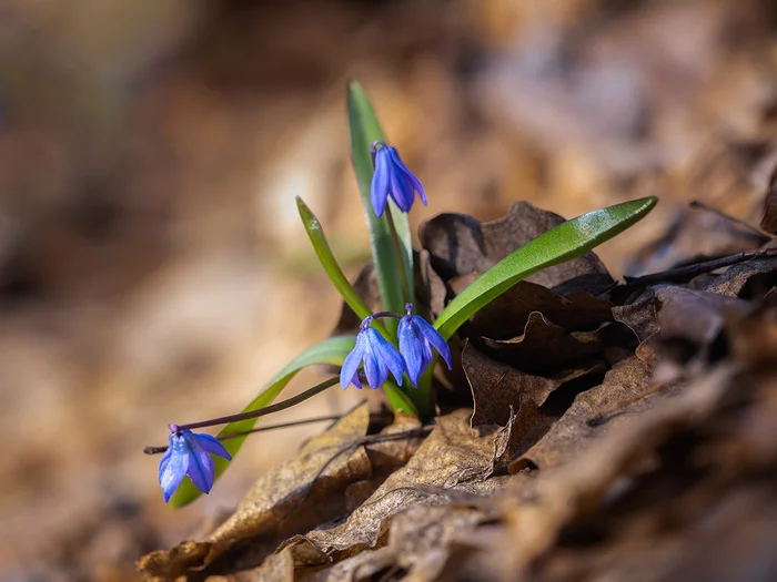 From under the old leaves - My, Proleski, Spring, Steppe, Rostov region