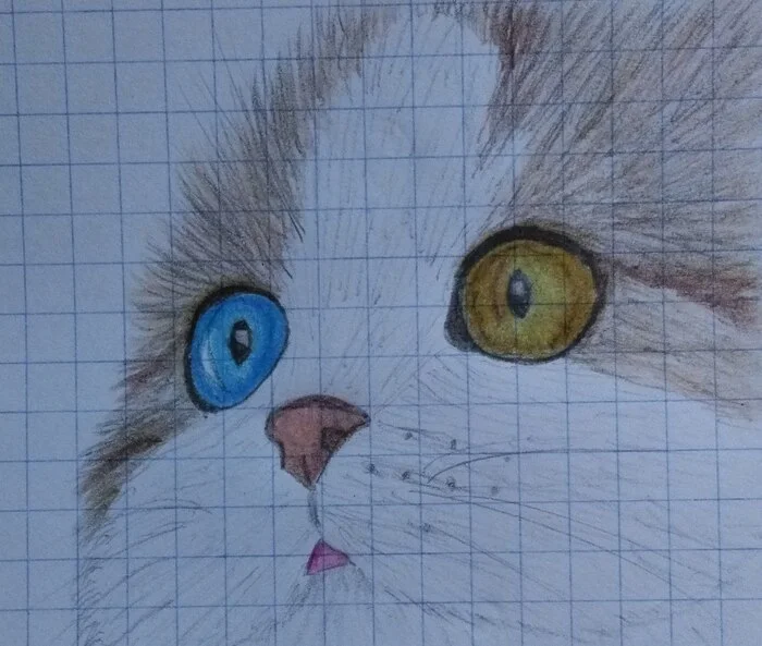 Pencil drawing - My, Painting, Beginner artist, Drawing, Pencil drawing, Colour pencils, cat, Heterochromia