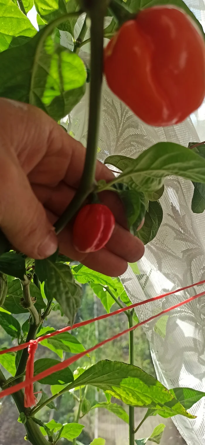 The influence of cross-pollination on the taste and shape of peppers - My, Hot peppers, Habanero, Pollination, Question, Ask Peekaboo, Longpost