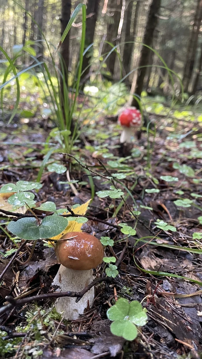 Aesthetics of Everyday Life - My, Aesthetics, Daily routine, Forest, Mushrooms, Porcini, Fly agaric, Evening, Walk in the woods, The photo