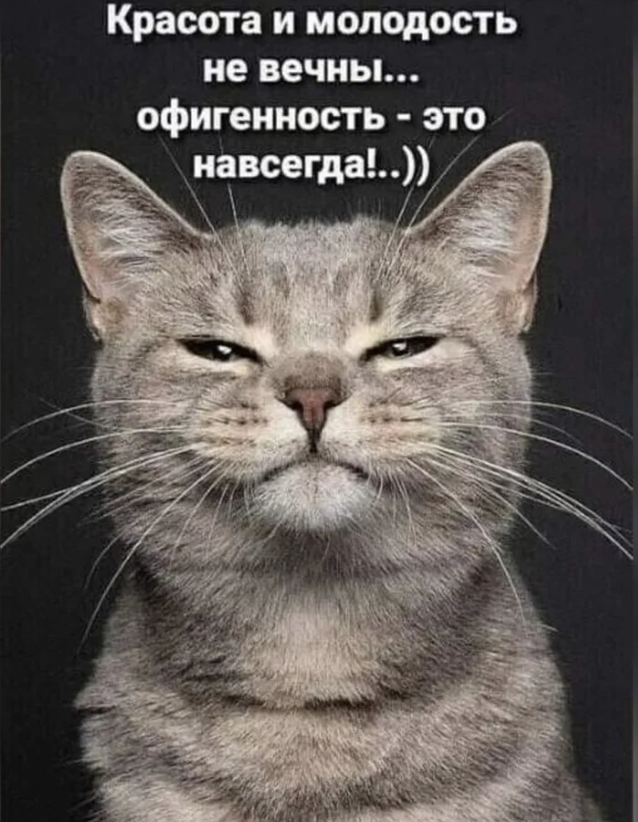 I confirm - Humor, From the network, Fabulous, cat, Picture with text, Narcissism