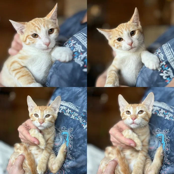 The ginger brothers are looking for a home - Moscow region, Moscow, In good hands, Help, Kindness, Cat family, Cat lovers, Homeless animals, Pets, Vertical video, Volunteering, cat, Kittens, Video, Longpost