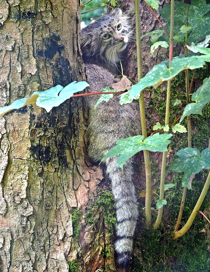 Aytas, aka Manuel - Pallas' cat, Small cats, Cat family, Predatory animals, Wild animals, The photo, Zoo, Longpost