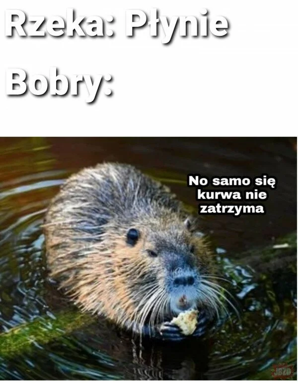 With Poles, it's always someone else's fault. - Poland, Beavers, Mat, Text