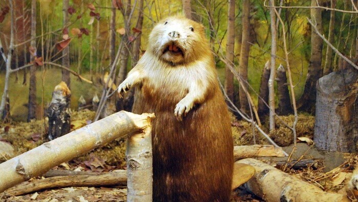 Польша объявила войну бобрам