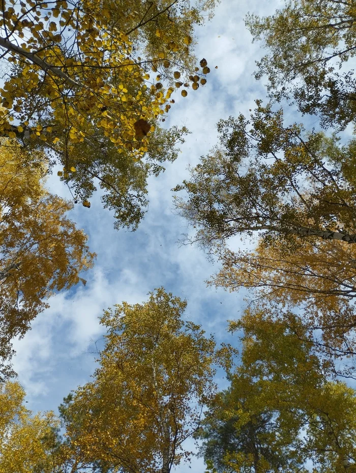 Autumn - Autumn, Leaves, Birch, Wind, Forest, The photo