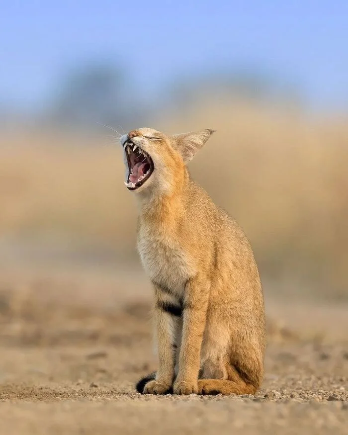 He sits and screams. - Jungle cat, Small cats, Cat family, Predatory animals, Wild animals, wildlife, National park, India, The photo, Yawn