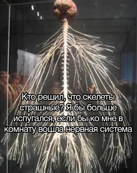 Scary - Humor, Picture with text, Memes, Skeleton, Nervous system, Telegram (link)