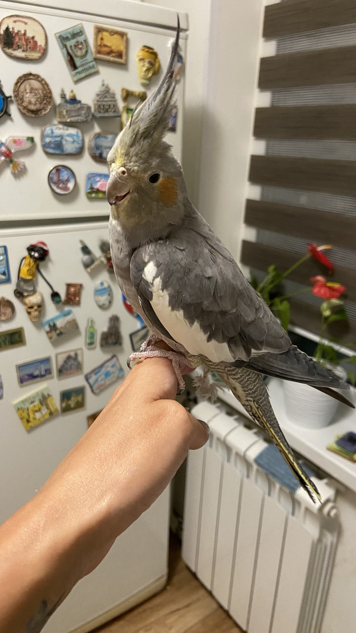 - Ну что тут у тебя опять? =)