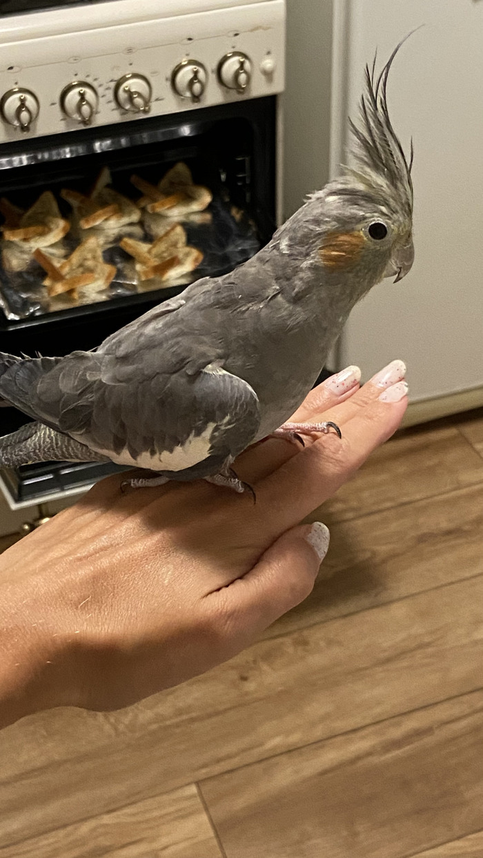 Аккуранее ставь! Левее! Правее!