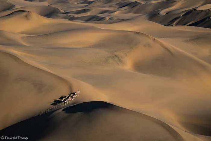 Road to nowhere - Antelope, Artiodactyls, Wild animals, wildlife, Namib Desert, South Africa, The photo, Dunes, Sand, Oryx, oryx