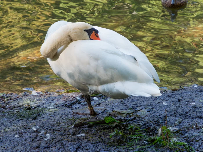 Hoba - My, Birds, mute swan, Photo hunting, The nature of Russia, Bird watching, The photo, Nature, The park, Ornithology League, Ornithology