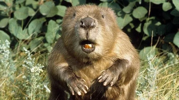 Beaver is a whore, you fart! - Beavers, Poland, Flood