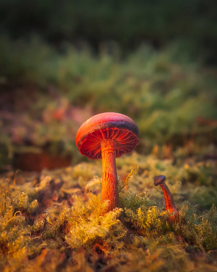 Mushrooms - My, The photo, Buryatia, Lightroom mobile, Nature, Macro photography, Mushrooms, Moss, Fujifilm