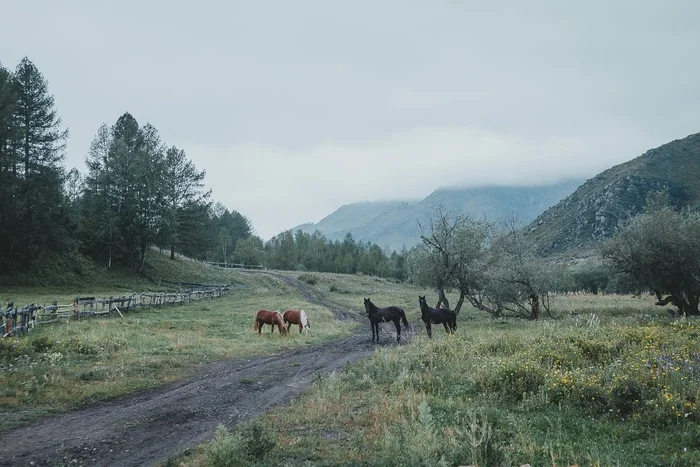 Altai - Altai region, Altai Republic, Altai Mountains, Nature, Horses, Landscape, The photo