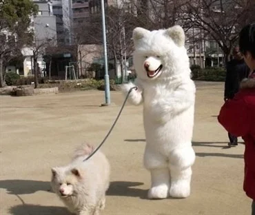 Quadrober walks the dog - Dog, Samoyed, Quad Bearers, Costume