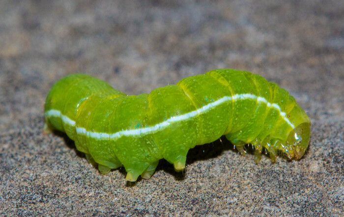 Гусеница готической совкир