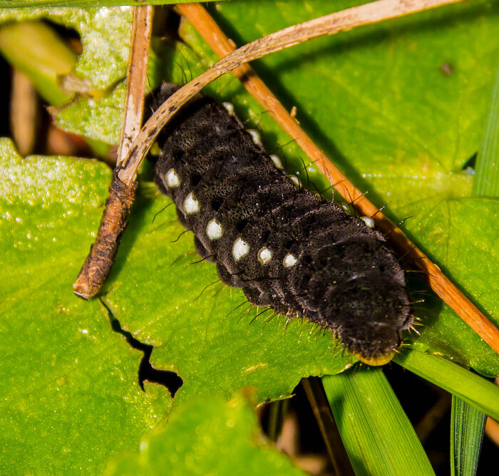 Гусеница пестрянки