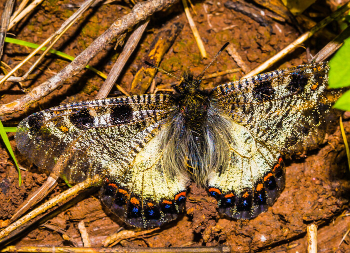 Архон аполинус. Парусник