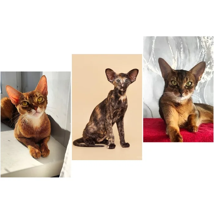 Exhibition in Novosibirsk - My, Love, Nursery, Oriental cats, cat, Abyssinian cat, Novosibirsk, Cat family, Small cats