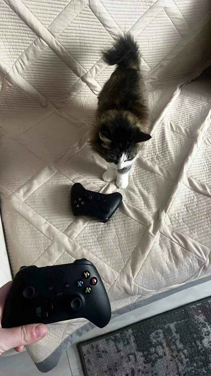 It seems like she'll soon leave us... for a friend. - cat, Humor, Games, Milota, Fluffy, Funny animals, Telegram (link), Longpost, Screenshot, Friend, Friends