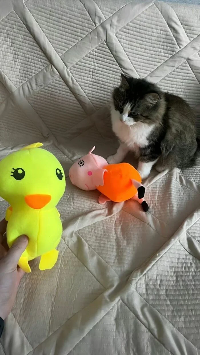 It seems like she'll soon leave us... for a friend. - cat, Humor, Games, Milota, Fluffy, Funny animals, Telegram (link), Longpost, Screenshot, Friend, Friends
