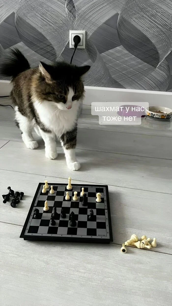 It seems like she'll soon leave us... for a friend. - cat, Humor, Games, Milota, Fluffy, Funny animals, Telegram (link), Longpost, Screenshot, Friend, Friends