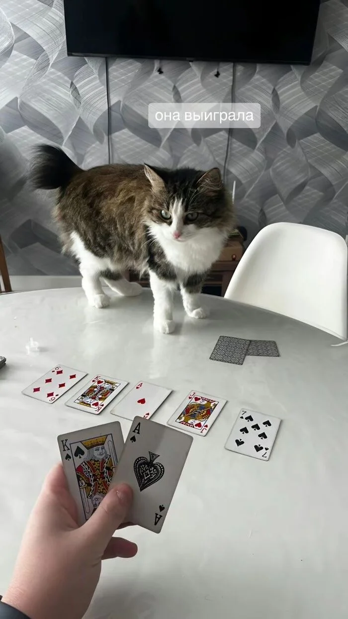 It seems like she'll soon leave us... for a friend. - cat, Humor, Games, Milota, Fluffy, Funny animals, Telegram (link), Longpost, Screenshot, Friend, Friends