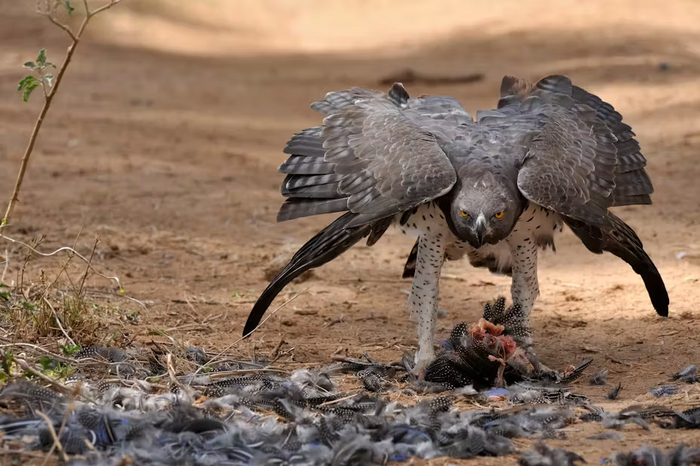 Я не чёрный плащ. Я ещё хуже.