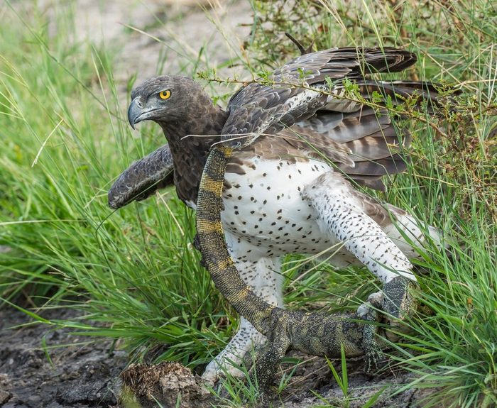 — Рептилоиды, нет вам пощады, ведь из-за вас все страдания на Земле! — Остановись, Нибиру отомстит за меня!