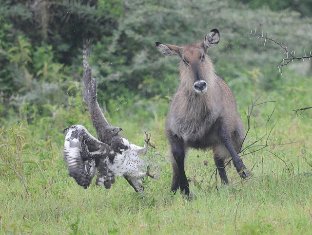 Конечно, даже у могущества боевого орла есть предел. Попытка атаковать 100 кг копытного мяса не лучшая идея.