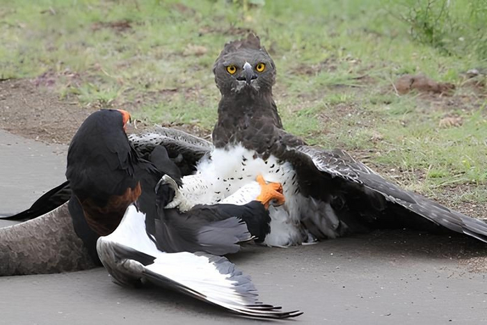 А порой боевые орлы нападают даже на других крупных хищных птиц. Впрочем, это не самая лучшая идея, ведь можно получить сдачи. Интересно, что эти двое собрались делать дальше? В таком-то неловком положении.