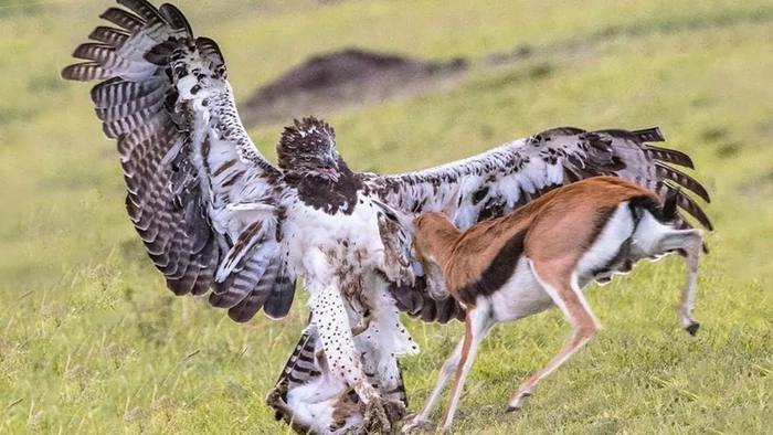 Газели часто лишаются потомства. У них нет рогов и даже достаточного веса, чтобы отогнать боевого орла от теленка, из-за чего хищник выкрадывает малыша прямо из-под бока матери.