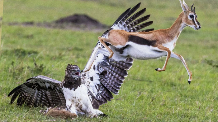 Но этому малышу повезло, и он вырвался из лап смерти.