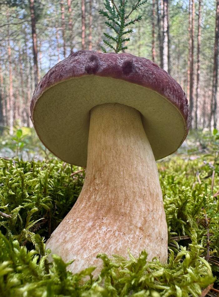 Mushroom picker's Oscar - Porcini, Mushrooms, Forest, wildlife, The photo