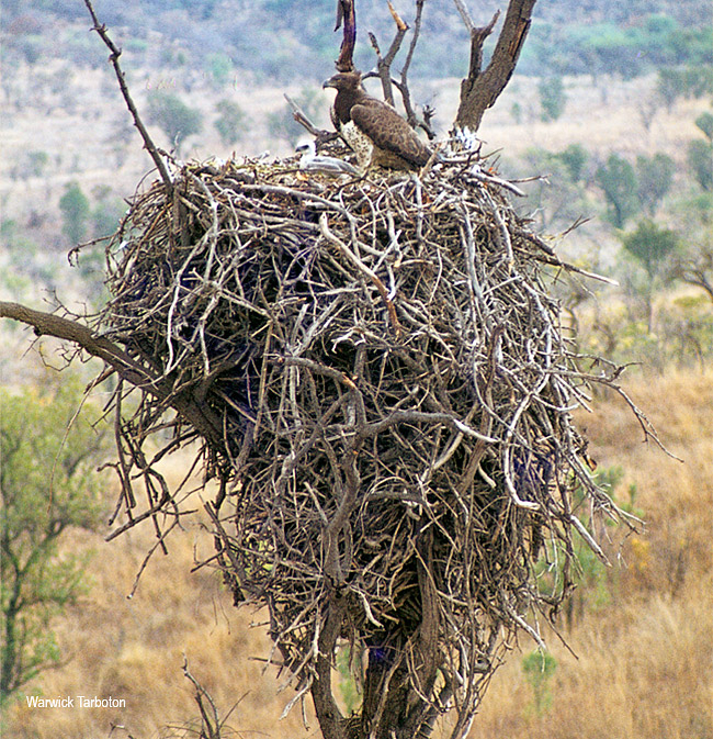 Чтобы вы понимали, как сильно птицы стараются во время сезона размножения, вот фото типичного гнезда боевого орла.