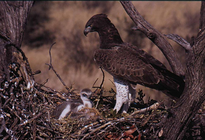 Посмотри, все земли, которые ты видишь, через 10 лет будут твоими!