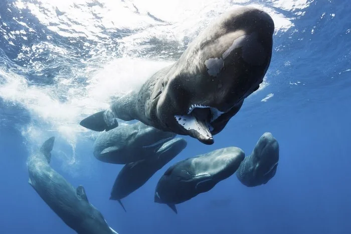 Deadly Vibration: Sperm Whale Song Deciphered Stuns Scientists - Sperm whale, Marine life, Song, Animals, Wild animals, Yandex Zen, Video, Video VK, Yandex Zen (link), Longpost