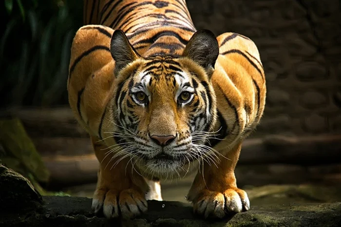 Tigers and their wild animal magnetism - Tiger, The photo, Animals, Wild animals, Bigpiccha, Longpost, Big cats, Cat family, Predatory animals