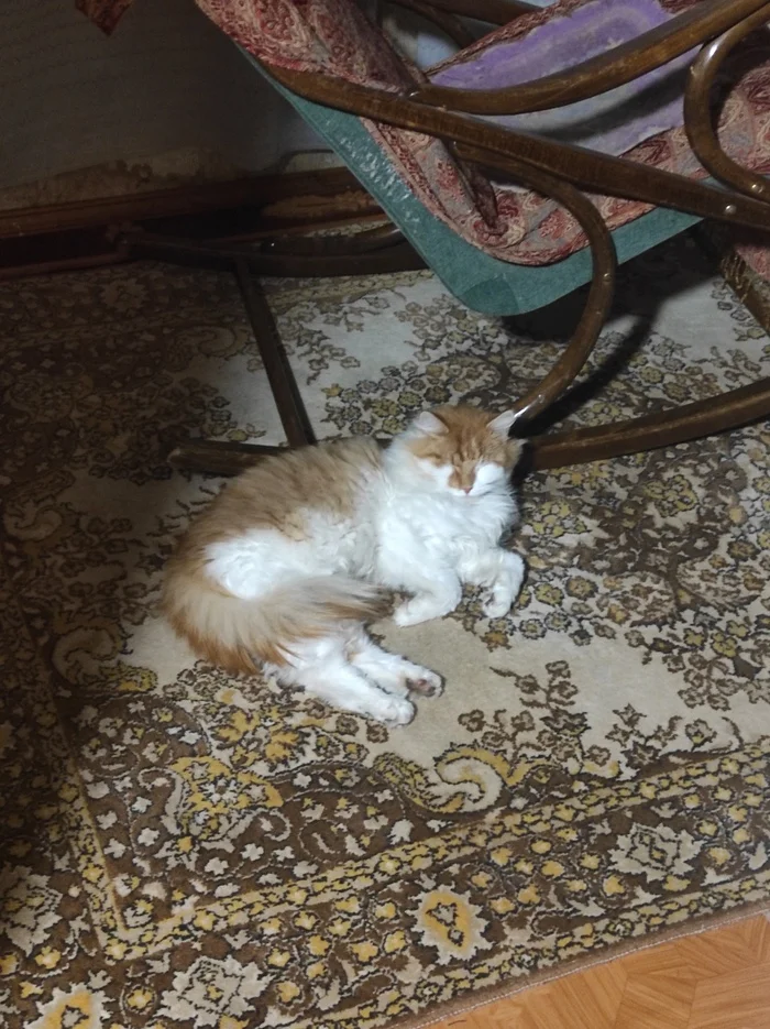 Missing cat SNT Voskhod - My, cat, Redheads, Paws, Lost, Search, Fluffy, Voskhod-2, Sinyavino, Leningrad region, No rating, Siberian cat, Maine Coon, The strength of the Peekaboo, Animals, Longpost, Lost cat