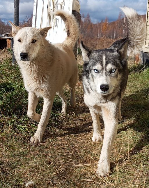 Life on the TDS in the taiga. Autumn visit of the hunters - My, Weather station, Dog, Taiga, Hunter, Guests, Trouble, Winter, Longpost