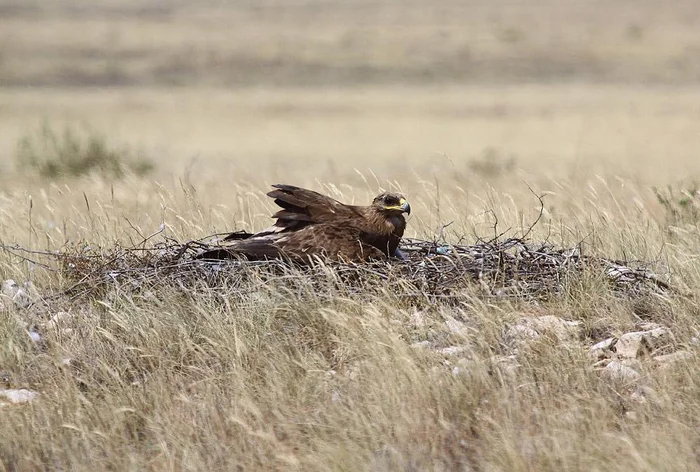 I can see everything from above, just so you know. - Steppe Eagle, Sailyugem National Park, Altai Republic, Birds, Predator birds, Wild animals, Eagle, Hawks, wildlife, Altai Mountains, Video, Telegram (link)