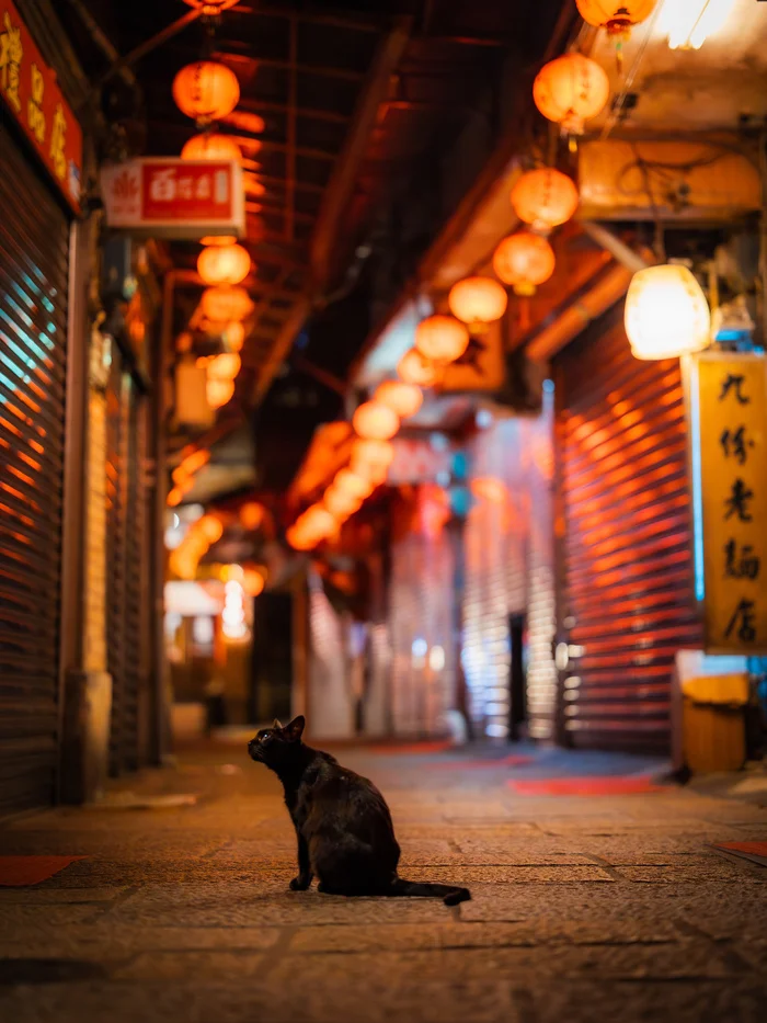 Cat. Street. Tokyo. - cat, Paws, Twitter (link), Longpost, Japan