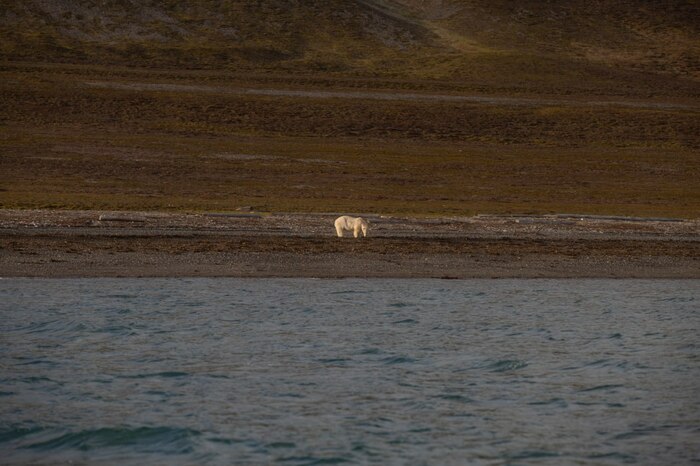 Шпицберген и встреча с белым мишкой Арктика, Шпицберген, Ледник, Фотограф, Белый медведь, Длиннопост
