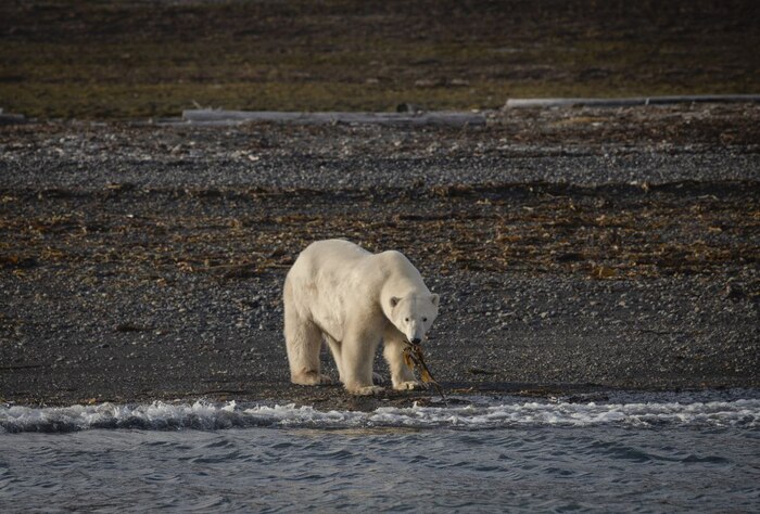 Шпицберген и встреча с белым мишкой Арктика, Шпицберген, Ледник, Фотограф, Белый медведь, Длиннопост