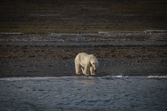 Шпицберген и встреча с белым мишкой Арктика, Шпицберген, Ледник, Фотограф, Белый медведь, Длиннопост